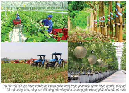                                     Thu hút đầu tư trực tiếp nước ngoài vào nông nghiệp Việt Nam