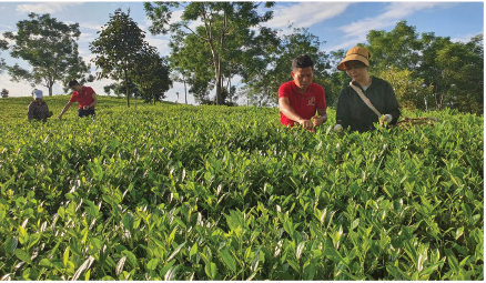 Agribank tiên phong đầu tư phát triển nông nghiệp sạch, nông nghiệp công nghệ cao