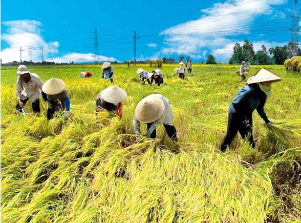 Dòng chảy tín dụng - Động lực phát triển ngành hàng lúa gạo vùng Đồng bằng sông Cửu Long