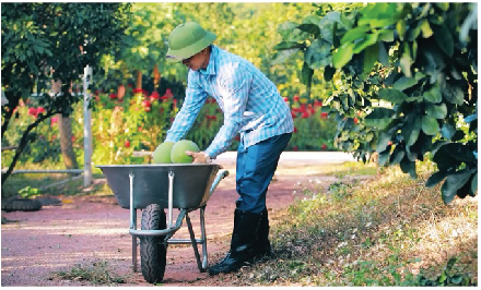 Nguồn vốn Agribank giúp người nông dân Bắc Giang “ngược đường, thắng lớn”
