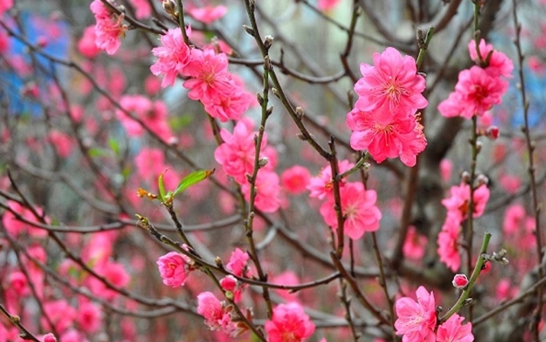 Chủ tịch Hồ Chí Minh - Người gieo mầm “Mùa xuân cách mạng”