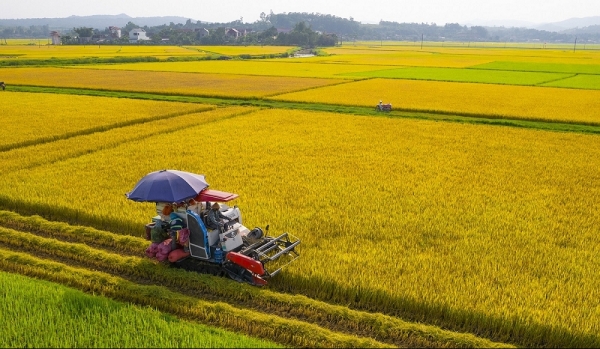 Tín dụng nông nghiệp, nông thôn góp phần thúc đẩy Đề án 1 triệu héc-ta lúa chất lượng cao vượt xa mục tiêu đề ra, mở đường cho nông nghiệp xanh