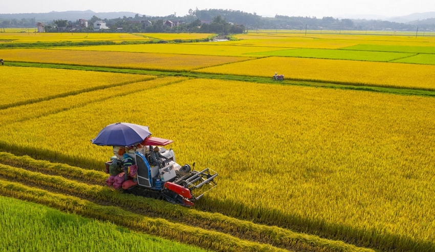 Ảnh minh họa (Nguồn: Internet)