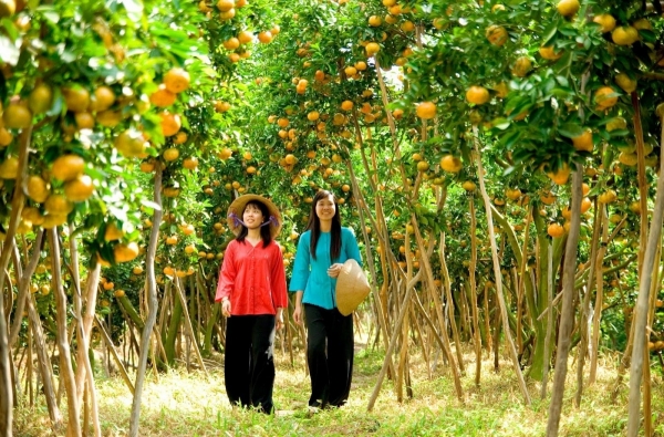 Định hướng khung chính sách đầu tư cho phát triển du lịch nông nghiệp tại Việt Nam giai đoạn 2026 - 2030
