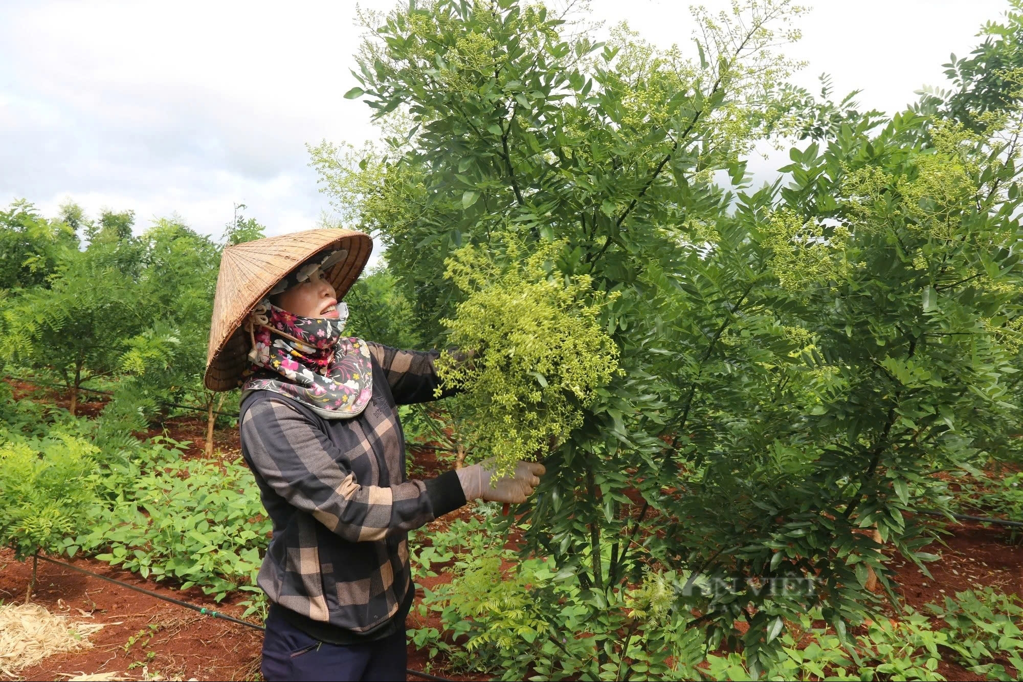 Tăng cường liên kết kinh tế giữa doanh nghiệp và hợp tác xã trong xuất khẩu dược liệu tại Việt Nam