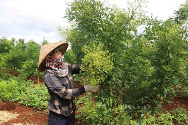 Tăng cường liên kết kinh tế giữa doanh nghiệp và hợp tác xã trong xuất khẩu dược liệu tại Việt Nam